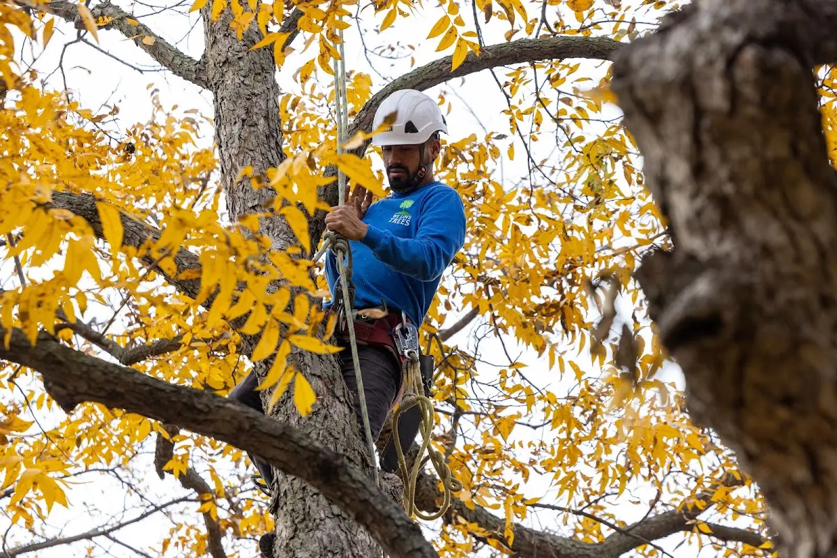 Skilled Tree Transplanting crew working in Fishs Eddy