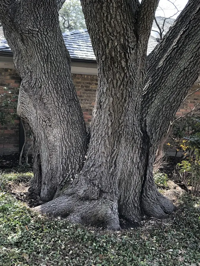Mature heritage tree close to a Fishs Eddy property cared for by certified arborists